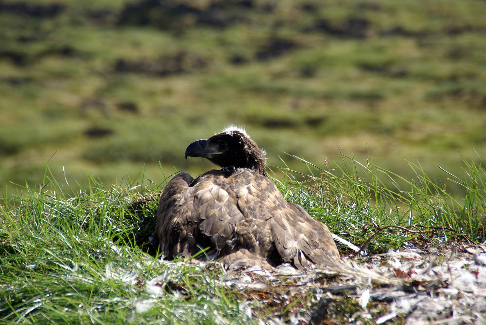 Rannsóknin snýr að því að vakta íslenska haferni og kanna margvíslega þætti í líffræði þeirra. Haförn