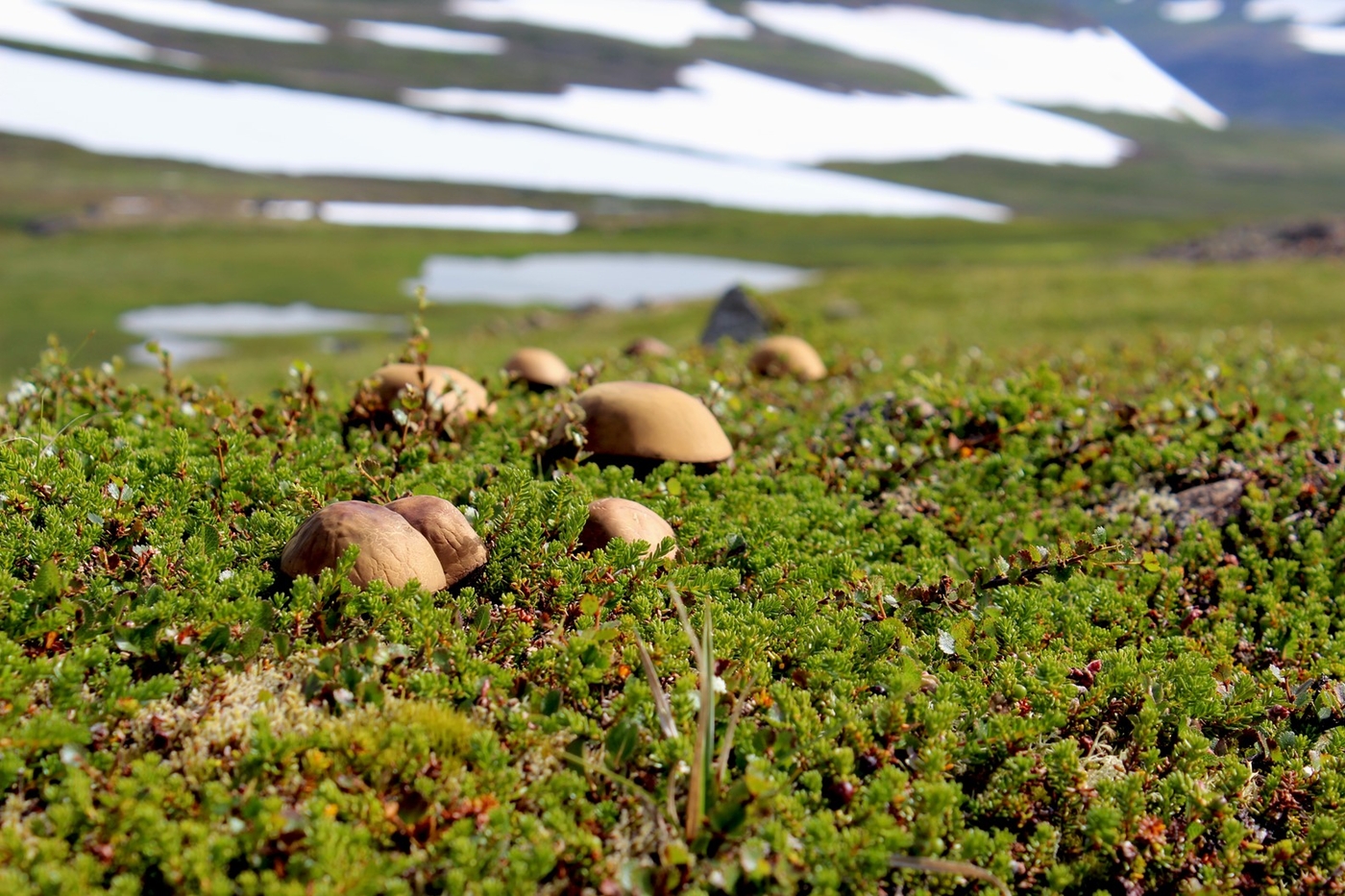 Háskóli Íslands og Ferðafélag barnanna bjóða þriðjudaginn 25. ágúst til hinnar árlegu sveppaferðar þar sem leitað verður að matsveppum og öðrum forvitnilegum íbúum í skógarbotninum.Mæting er kl. 17 á Borgarstjóraplaninu í Heiðmörk og tekur ferðin um tvær klukkustundir. sveppir