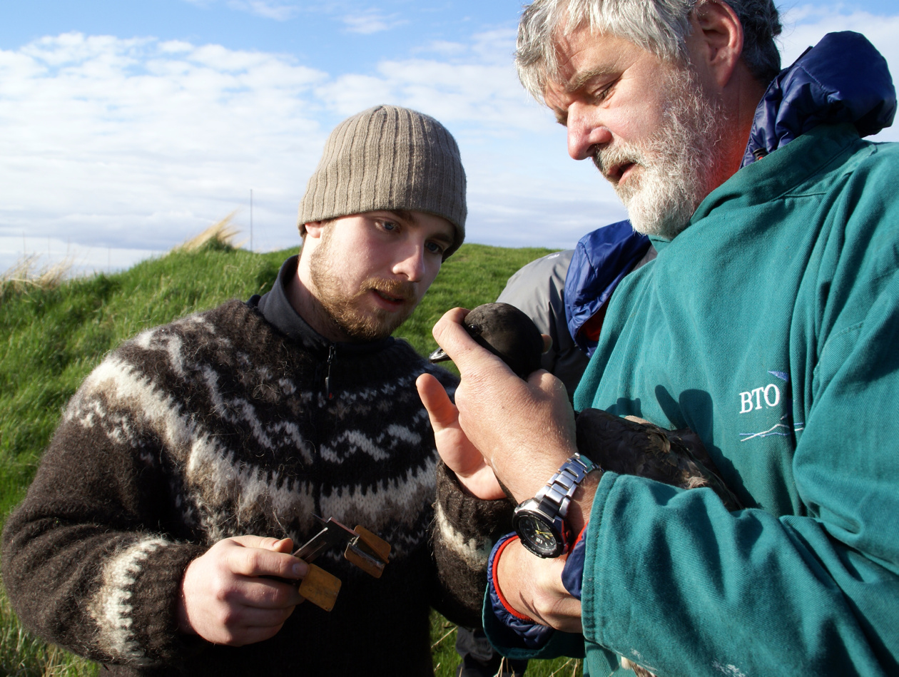Rannsóknir á margæs á Seltjarnarnesi Rannsóknir á margæs á Seltjarnarnesi