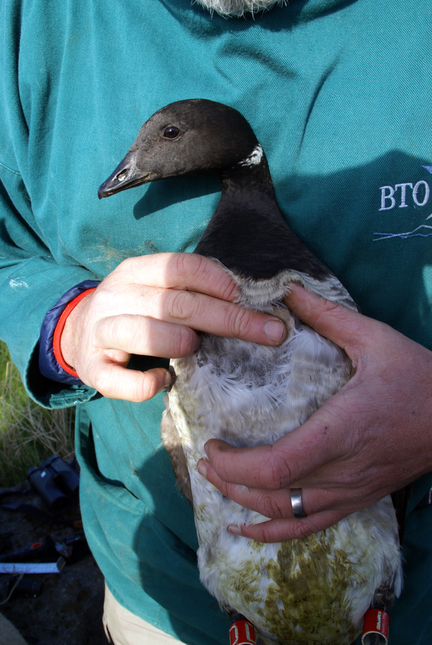 Dúnninn er mikilvægur. Margæs