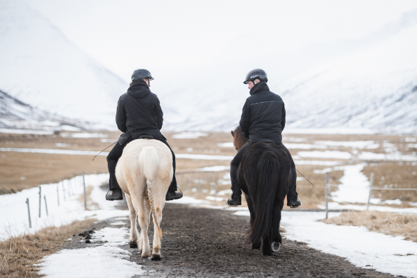 reiðtúr í Hjaltadal Tveir hestar og knapar í reiðtúr á stíg í Hjaltadal á lulli. Séð að aftan.