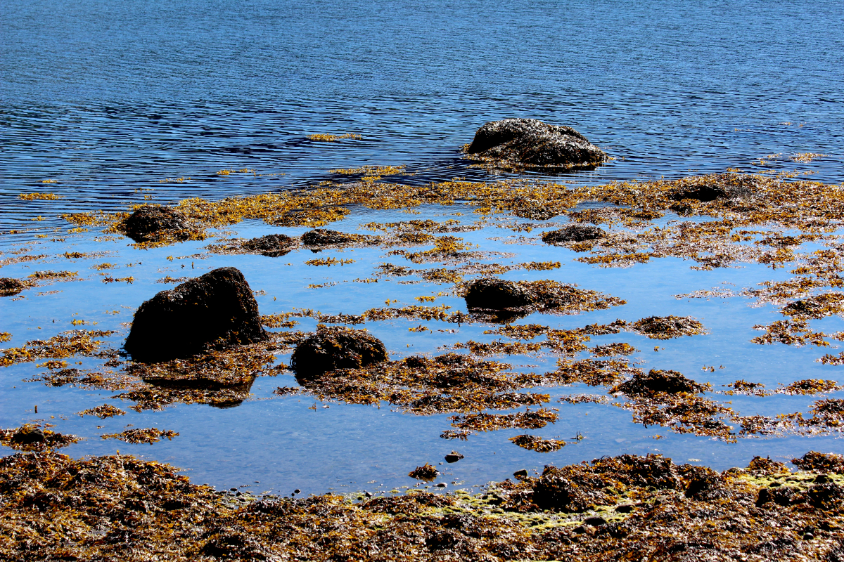 Blöðruþang eða bóluþang er að finna víða í fjörum landsins en það er ríkt af lífvirkum efnum. Bóluþang