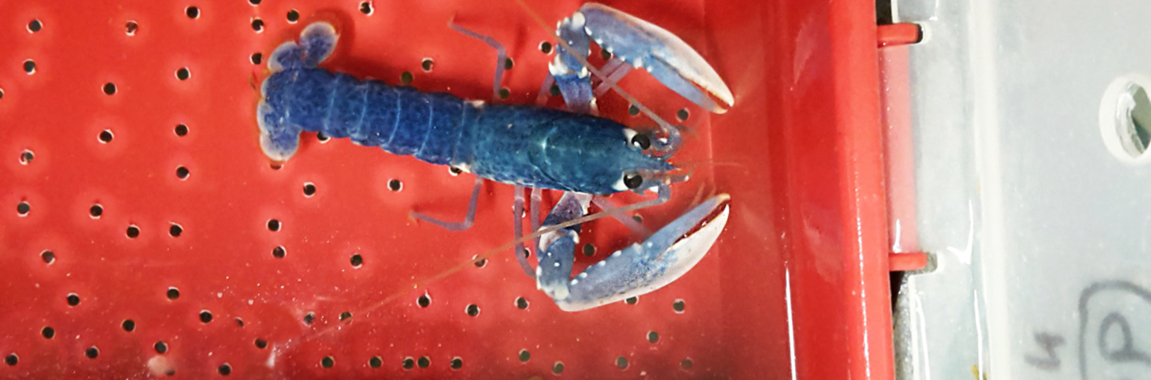 Evrópski humarinn (Homarus gammarus) - á vefsíðu Háskóla Íslands