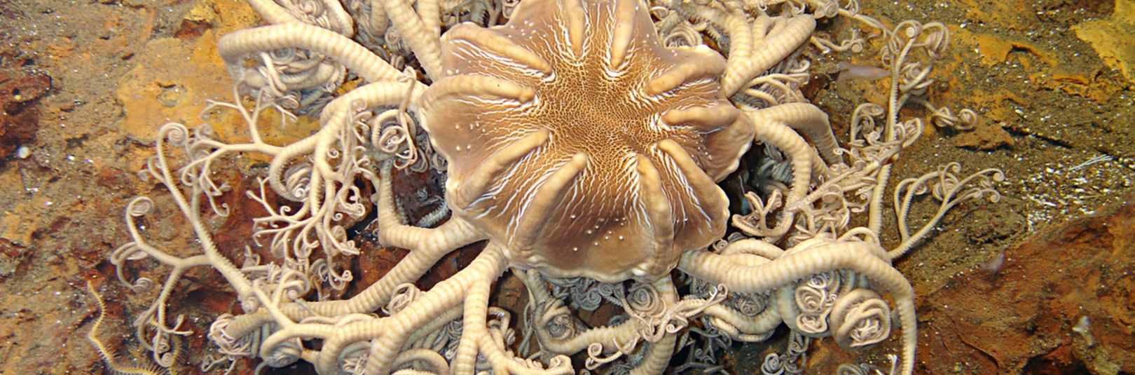 Útbreiðsla botndýra (krabbadýra, burstaorma) á Íslandsmiðum - á vefsíðu Háskóla Íslands