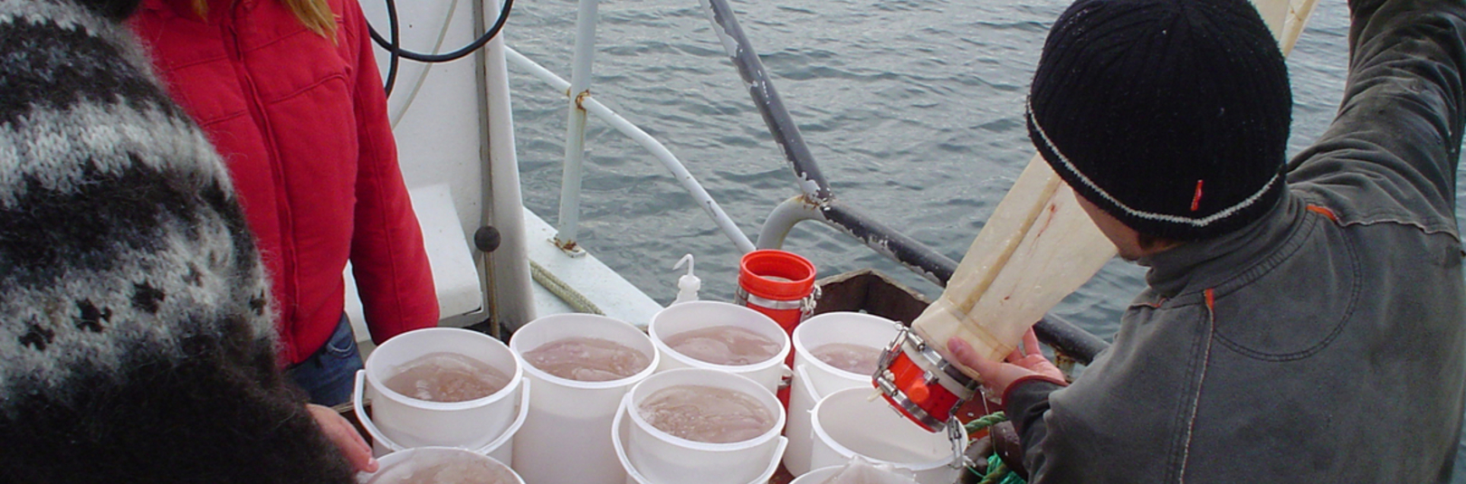 Rannsóknir á líffræði marglyttna við Ísland - á vefsíðu Háskóla Íslands