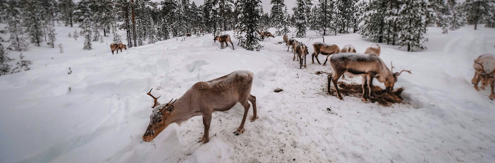 Móta sameiginlegar leiðir til sjálfbærrar atvinnu á norðurslóðum - á vefsíðu Háskóla Íslands
