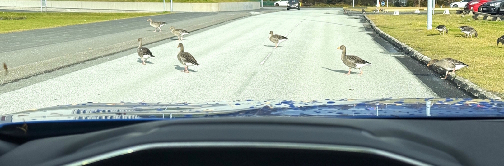 Háskólagæsir í hættu – vinsamlegast sýnið tillitsemi - á vefsíðu Háskóla Íslands