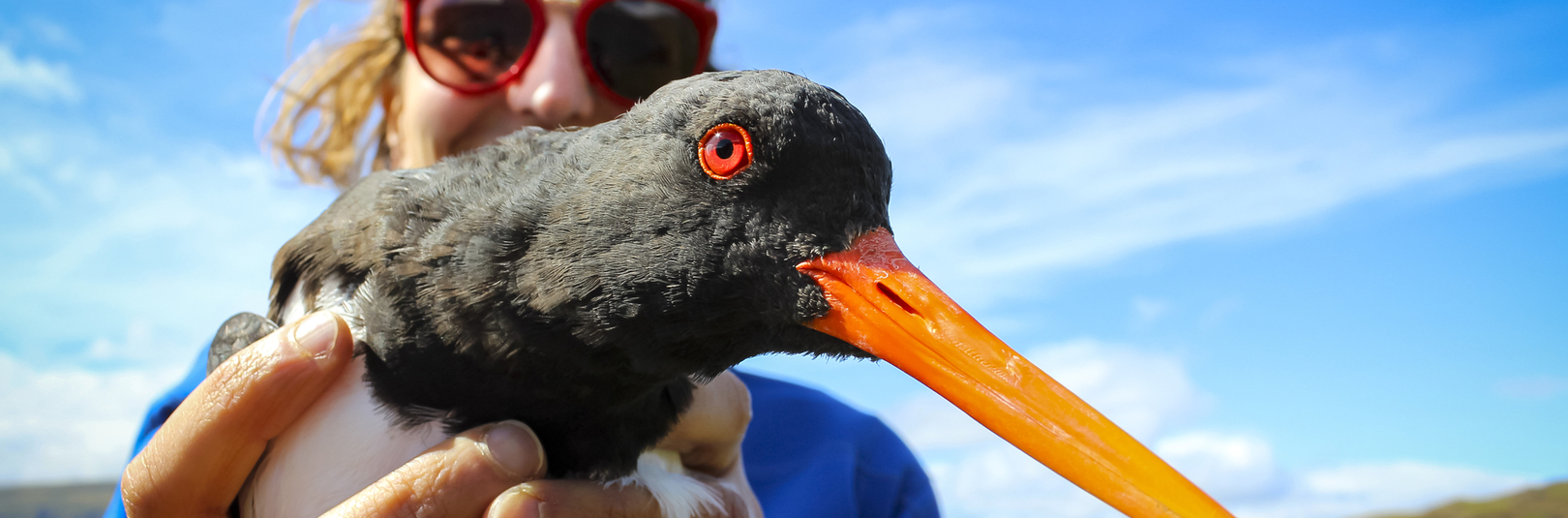Tvenns konar tjaldar hérlendis - á vefsíðu Háskóla Íslands