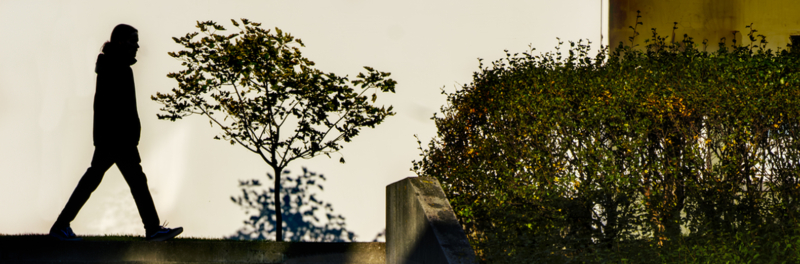 Hátíð sjálfbærni í HÍ í beinu streymi - á vefsíðu Háskóla Íslands