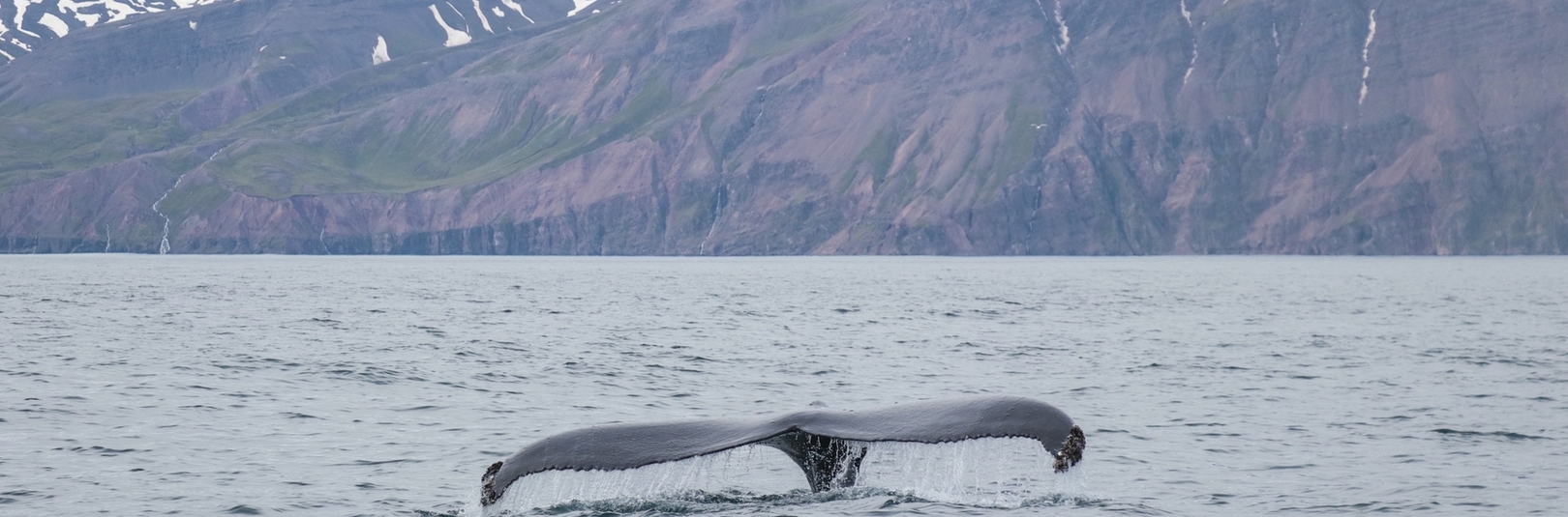 Hvalir skilja eftir sig DNA í hafinu - á vefsíðu Háskóla Íslands