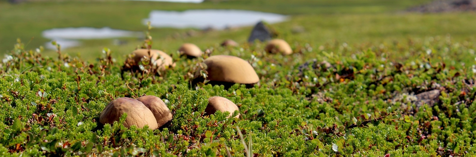 Sveppum safnað á fimmtudag í Heiðmörk - á vefsíðu Háskóla Íslands