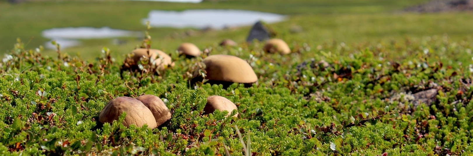 Fótgímur, slímgumpar og annað góðgæti í Heiðmörk - á vefsíðu Háskóla Íslands