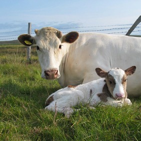 Hafrún Hauksdóttir
