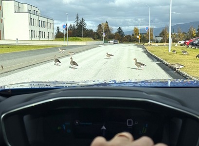 Gæsir ganga yfir götu