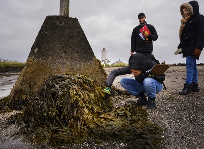 nemendur við rannsóknir í Gróttu