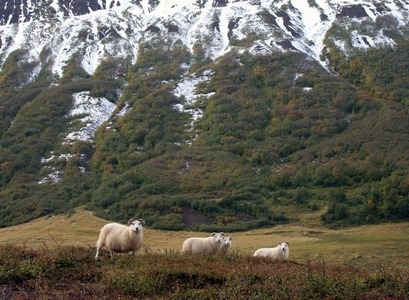 íslenska sauðkindin