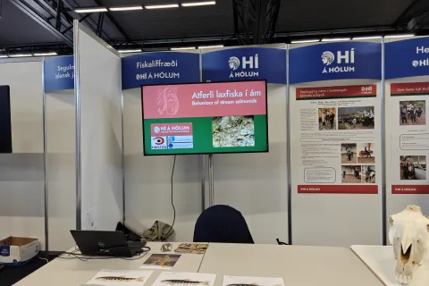 Bás HÍ á Hólum Fiskalíffræði