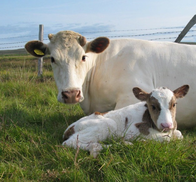 Hafrún Hauksdóttir