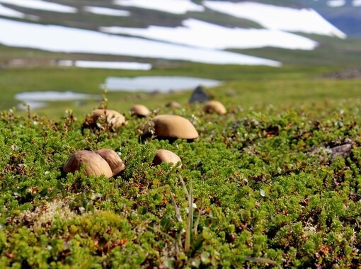 Með fróðleik í fararnesti: Sveppasöfnun í Heiðmörk