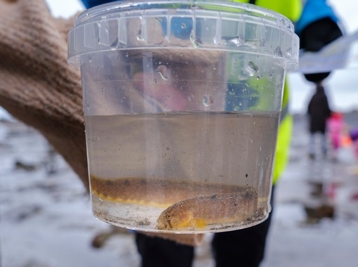 Með fróðleik í fararnesti: Fjöruferð í Gróttu