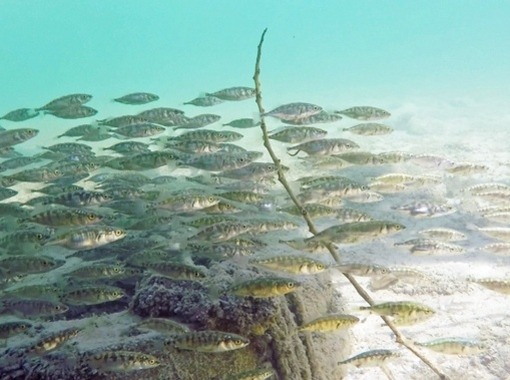 Breytileiki í hegðun hópa og einstaklinga.