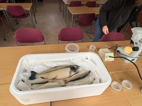 Fiskur í kari á Hólum vegna Erasmus heimsóknar